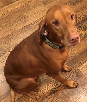 Micro Prong Collars for Small to Medium Breeds